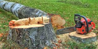 Professional Tree Services in Shingle Springs, CA