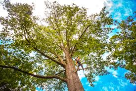 Best Tree Cabling and Bracing  in Shingle Springs, CA