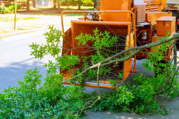 Grass Overseeding in Shingle Springs, CA