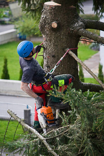 How Our Tree Care Process Works  in  Shingle Springs, CA