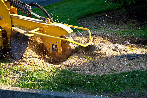 Best Tree Maintenance Programs  in Shingle Springs, CA