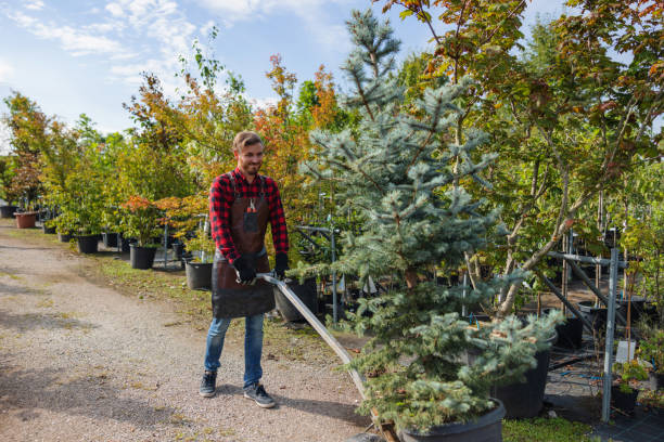 Best Tree Removal  in Shingle Springs, CA
